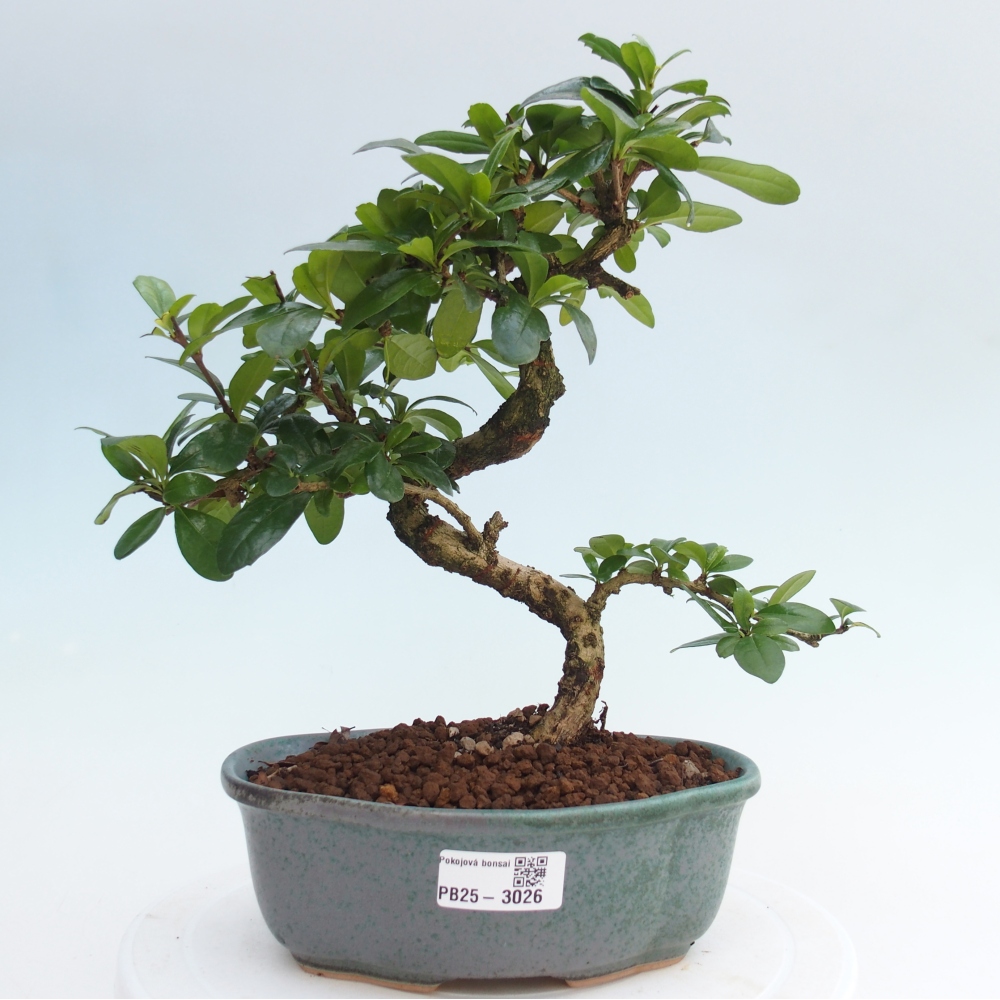 Pokój bonsai - Carmona macrophylla - Tea fuki