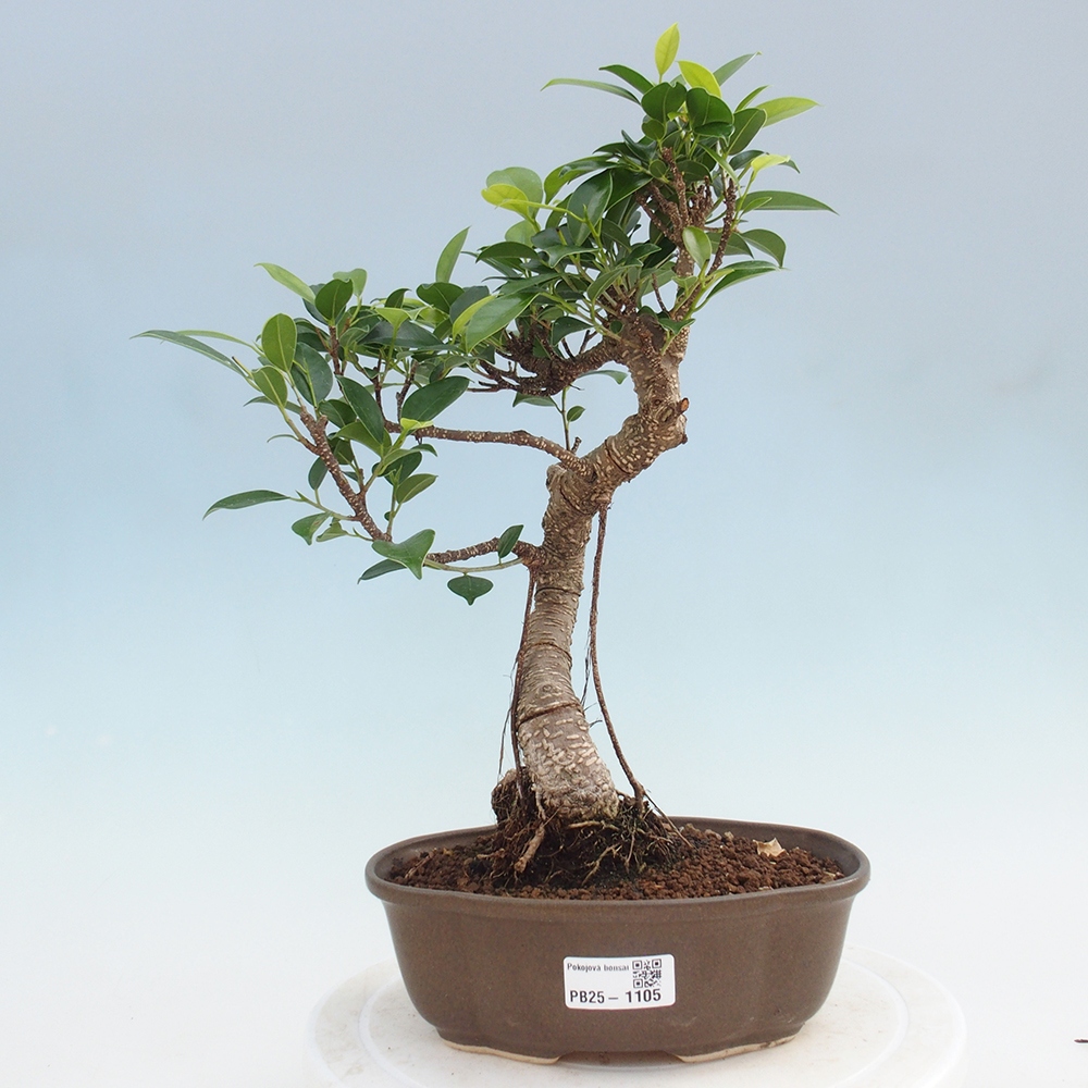 Kryty bonsai - Ficus retusa - figowiec drobnolistny