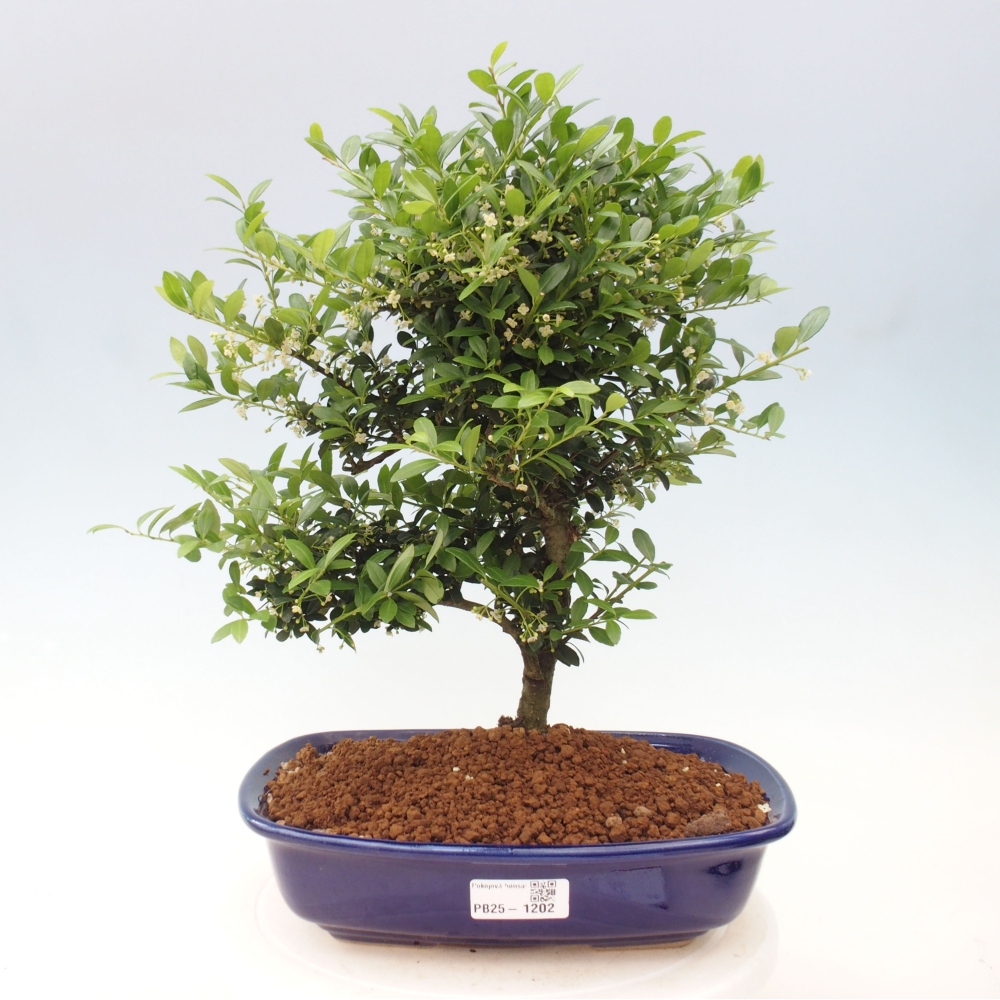 Kryty bonsai - Ilex crenata - Holly