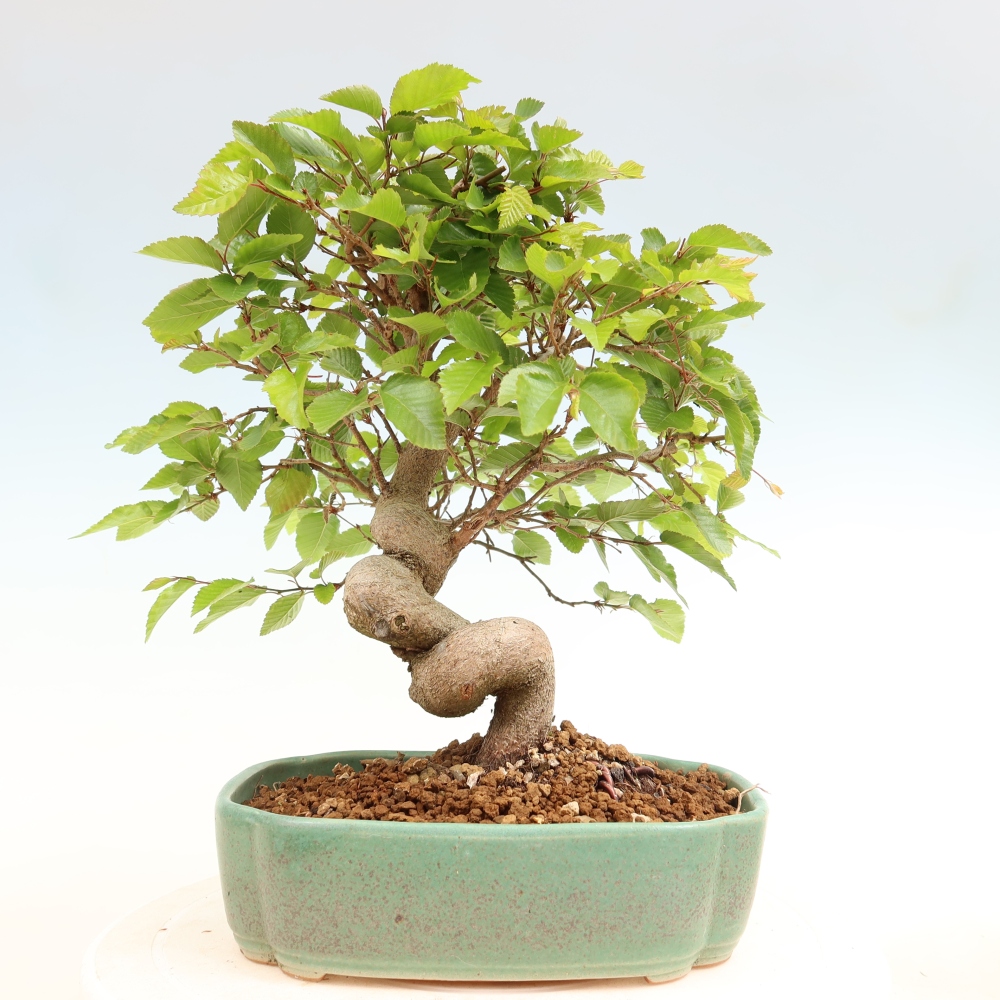 Outdoor bonsai - Carpinus coreana - grab koreański