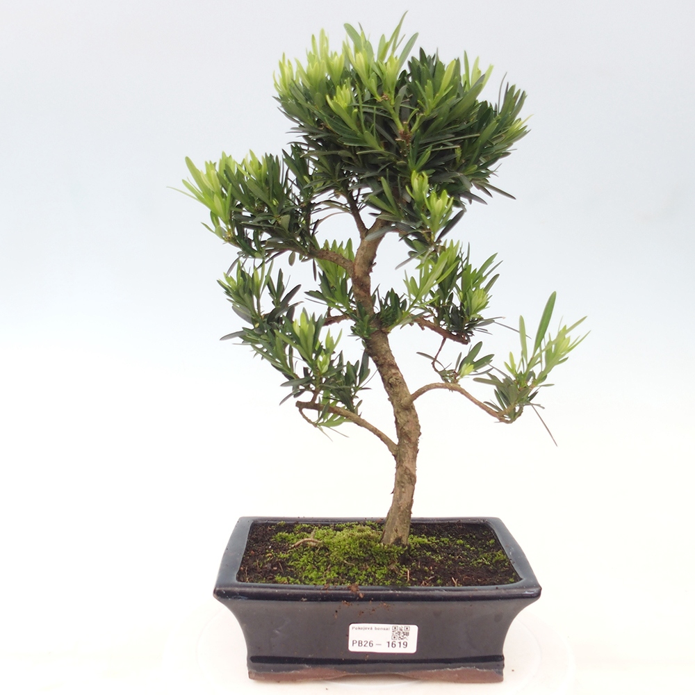 Pokój bonsai - Podocarpus - Kamienny cis
