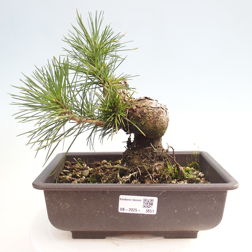 Outdoor bonsai - Pinus thunbergii - sosna Thunberga
