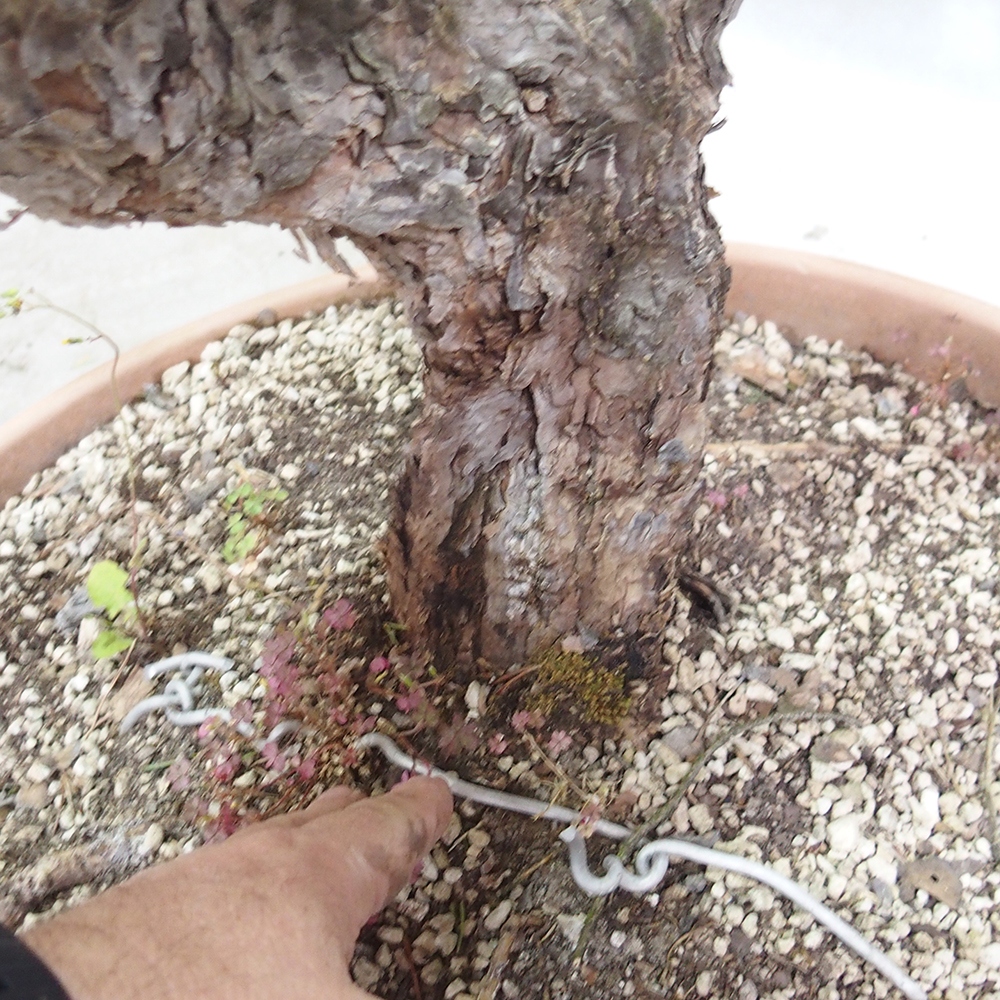 Yamadori - Pinus sylvestris 