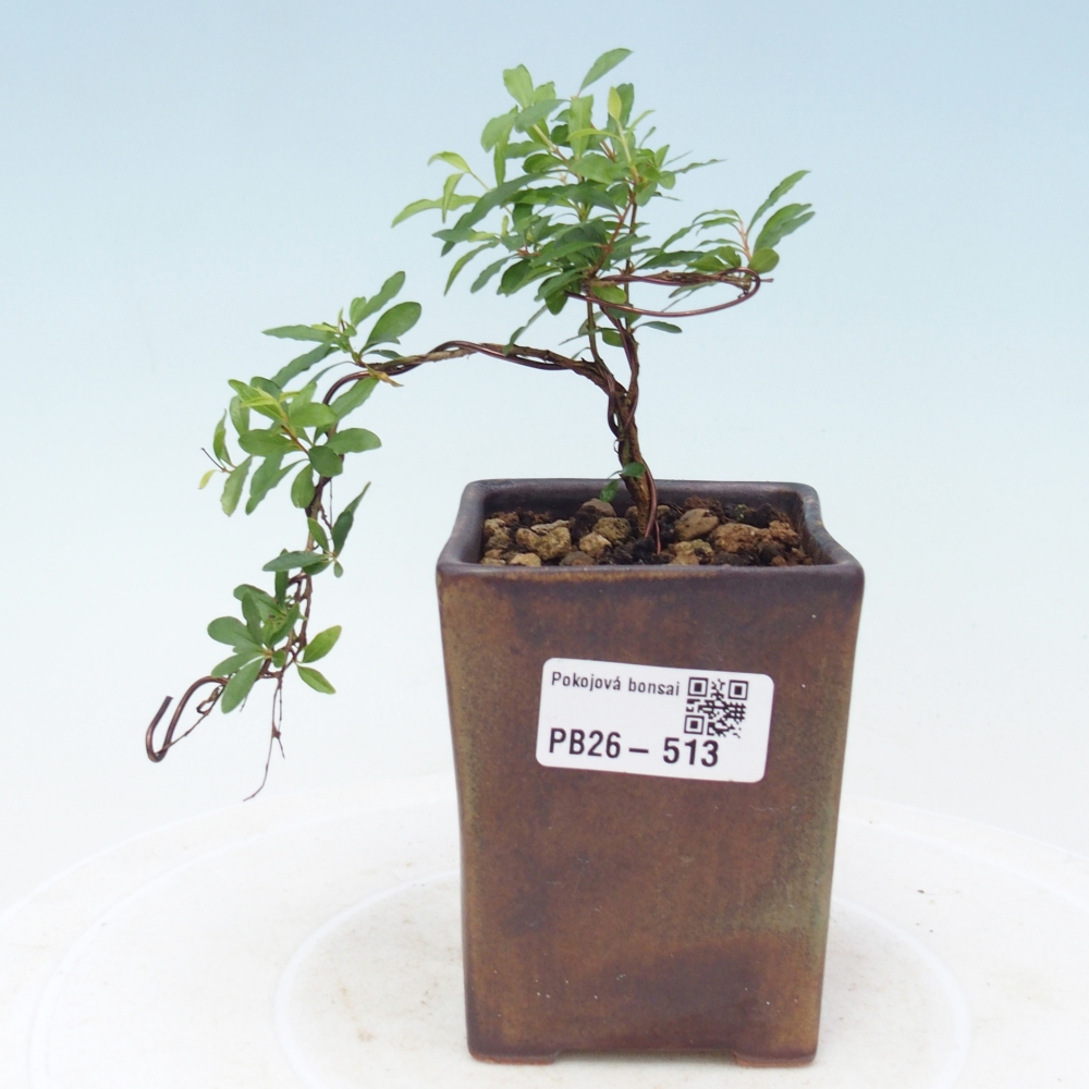 Pokój bonsai - PUNICA granatum nana - jabłko granatu