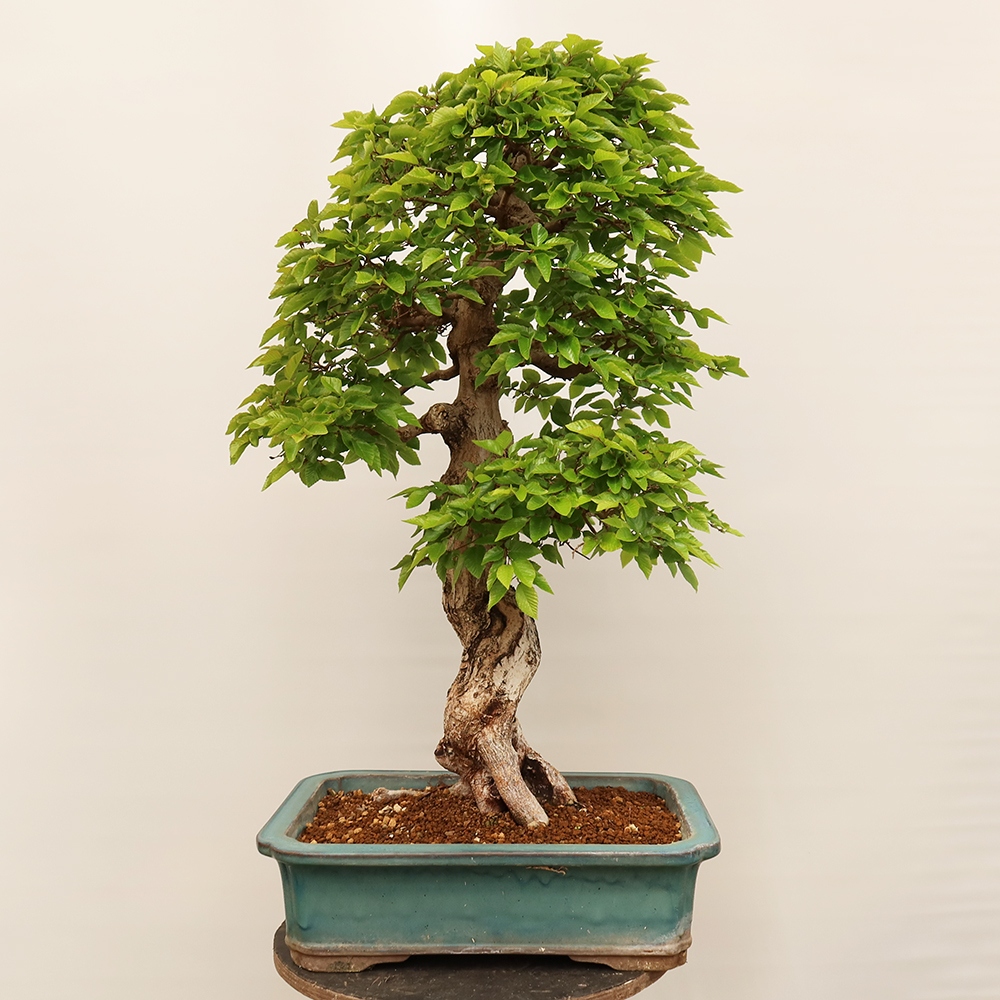 Bonsai plenerowe - Carpinus Coreana - grab koreański