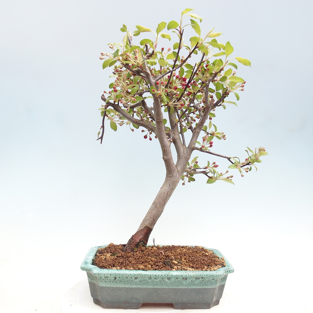 Outdoor bonsai - Malus domestica - Jabłoń czerwonolistna o małych owocach