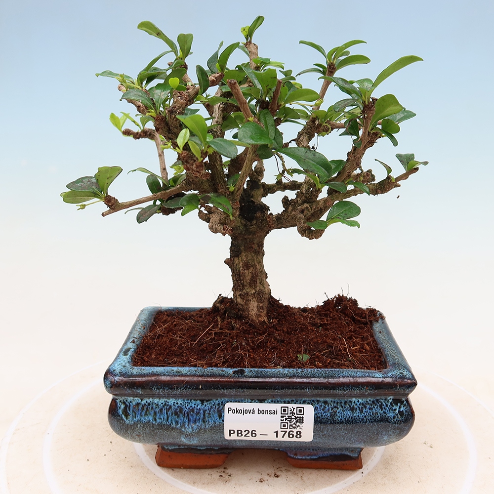 Bonsai pokojowe - Carmona macrophylla - Tea fuki
