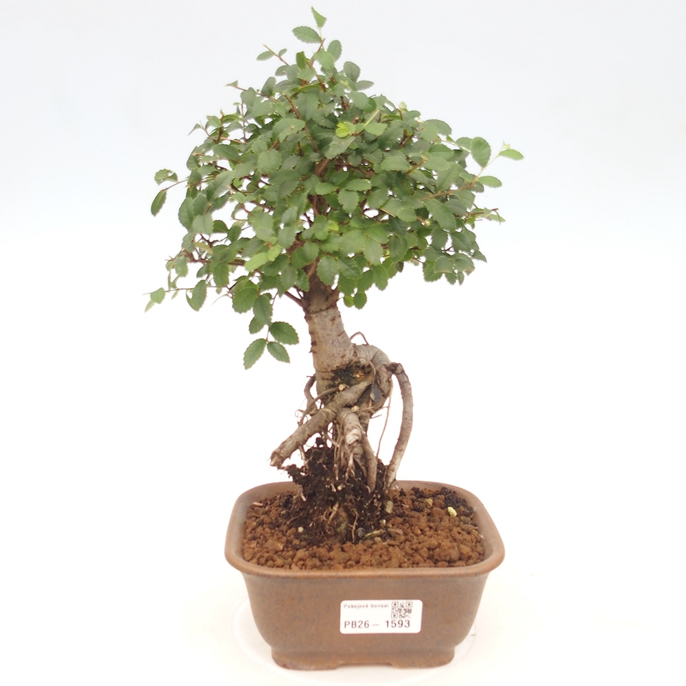 Pokój bonsai - Ulmus parvifolia - Wiąz drobnolistny