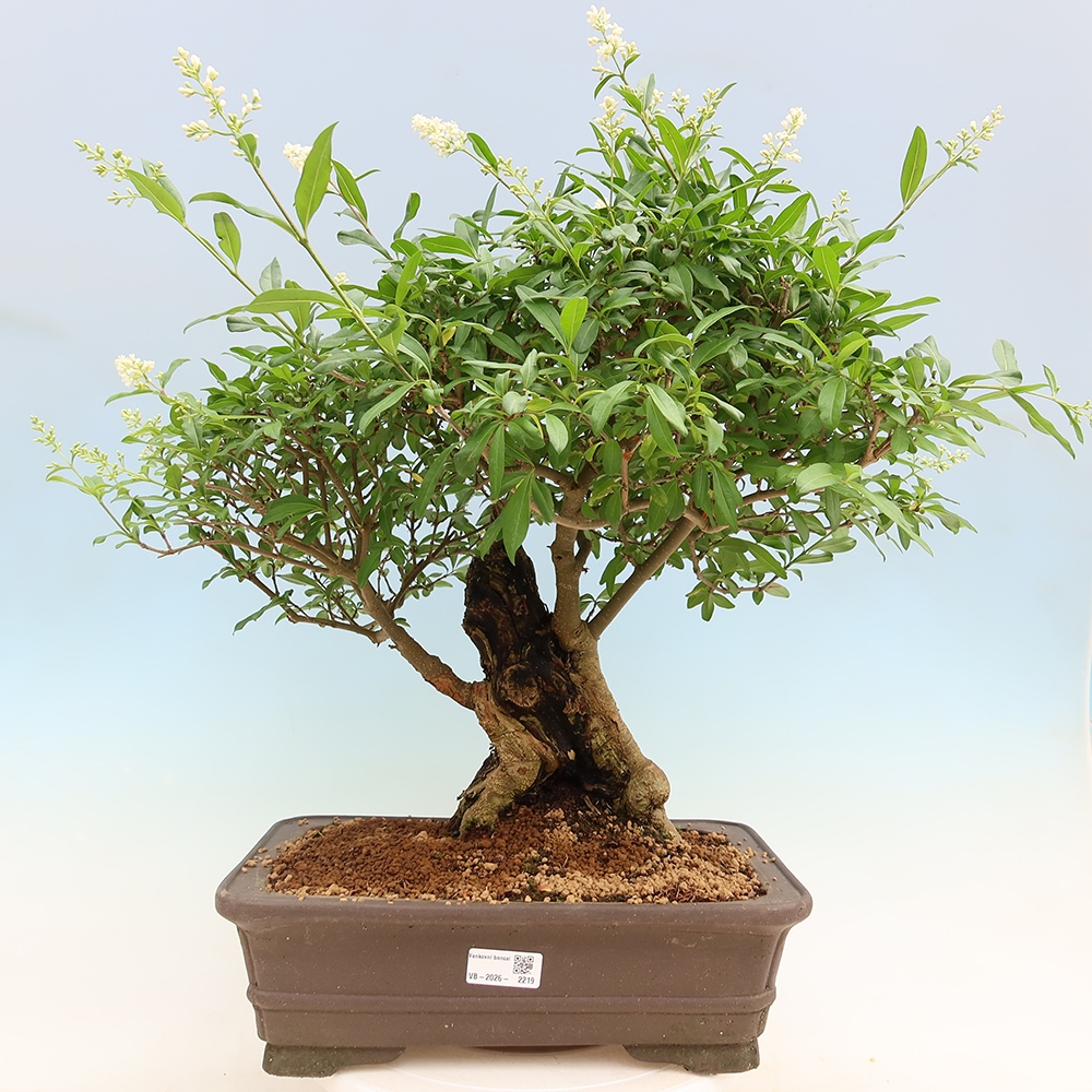 Outdoor bonsai - Ligustrum vulgare - Ptasi dziób