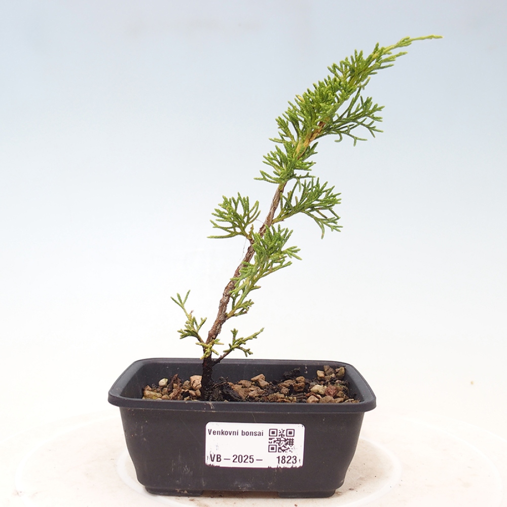 Outdoor bonsai - Juniperus chinensis Itoigawa - Jałowiec chiński