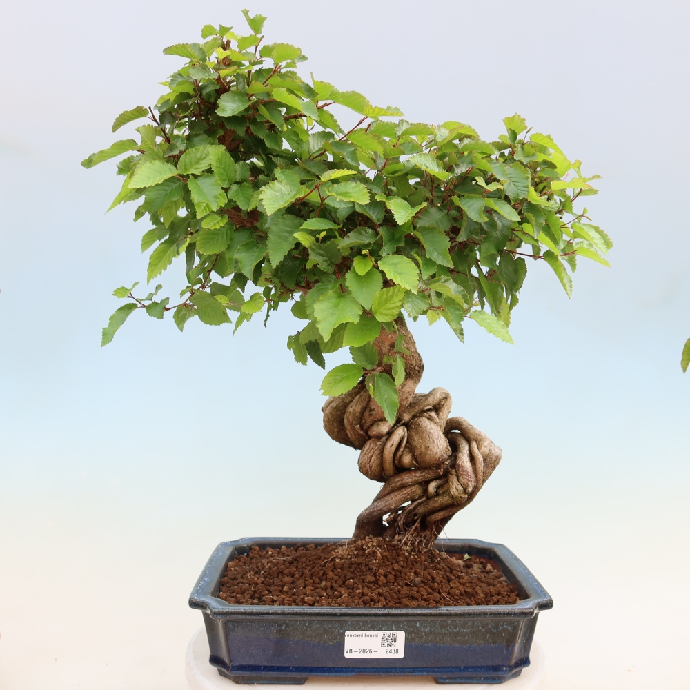 Outdoor bonsai - Carpinus coreana - grab koreański