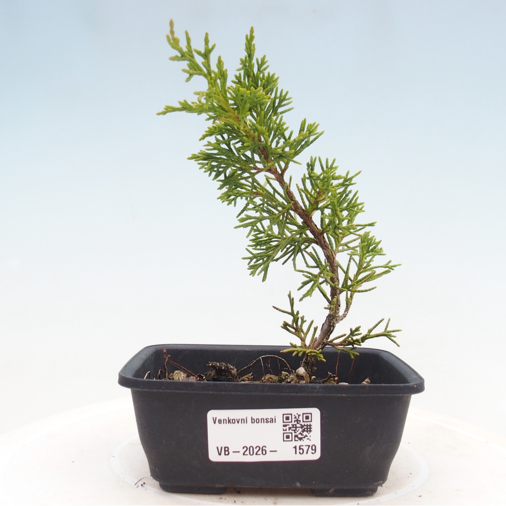 Outdoor bonsai - Juniperus chinensis Itoigawa