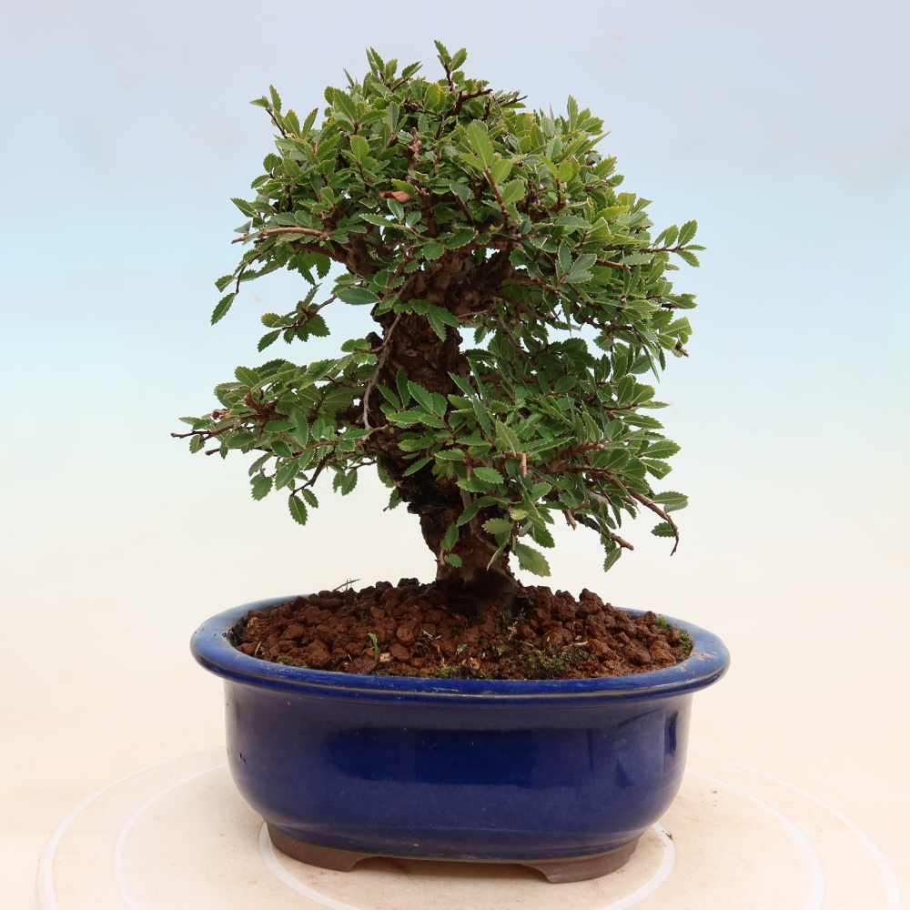 Bonsai zewnętrzne - Zelkova - Zelkova NIRE
