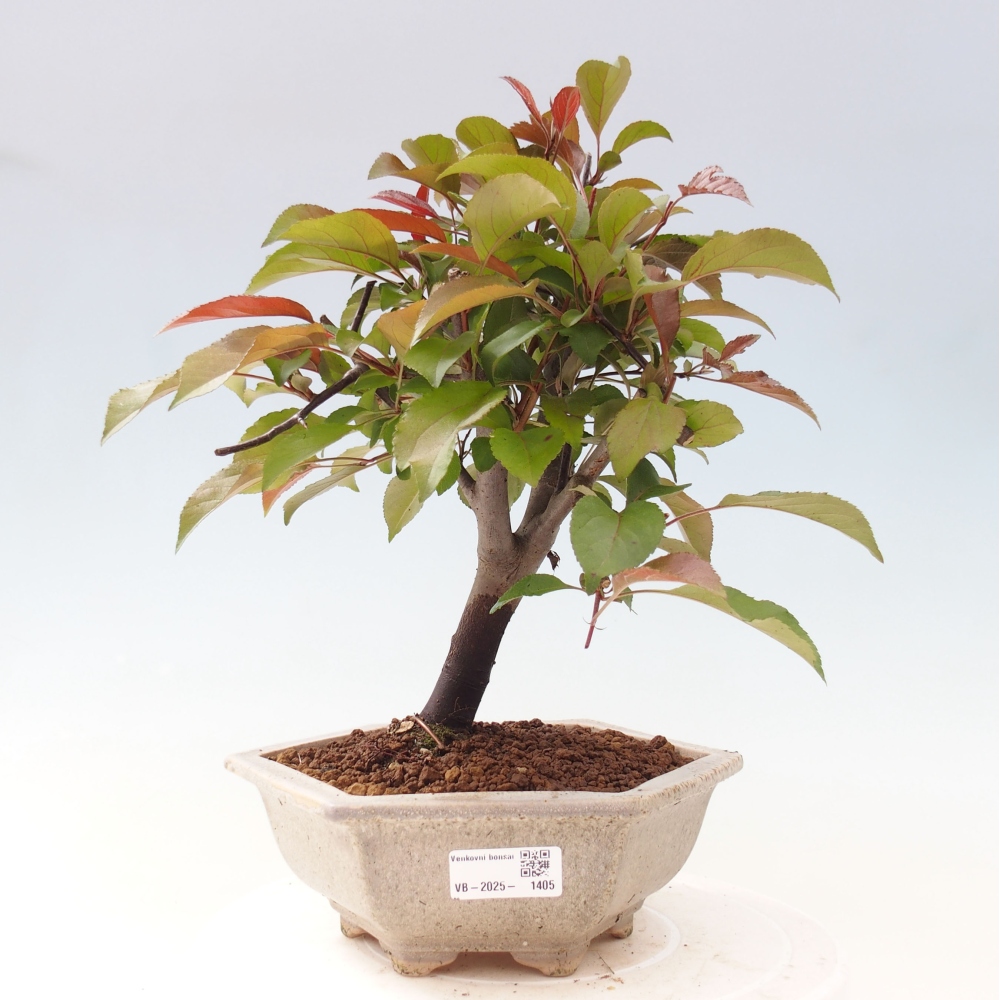Bonsai zewnętrzne - Malus domowy - Jabłoń czerwonolistna o drobnych owocach