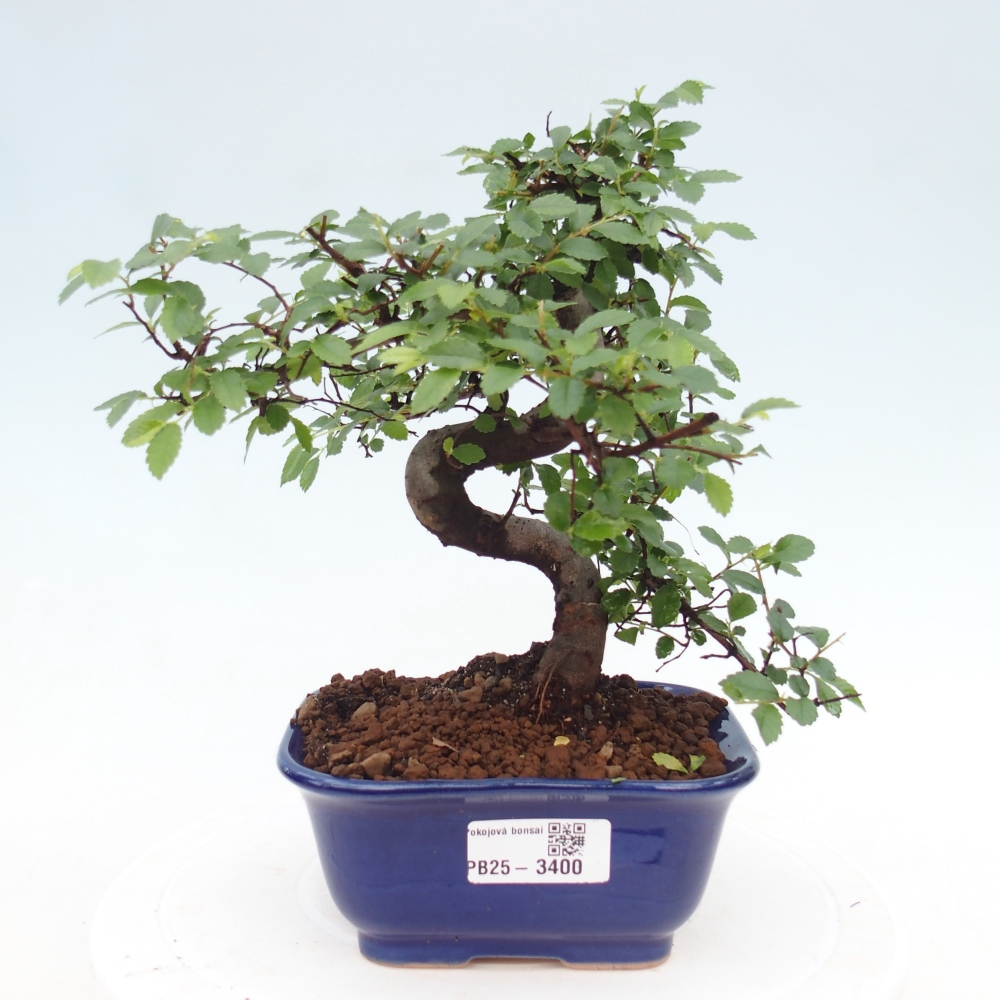Pokój bonsai - Ulmus parvifolia - Wiąz drobnolistny
