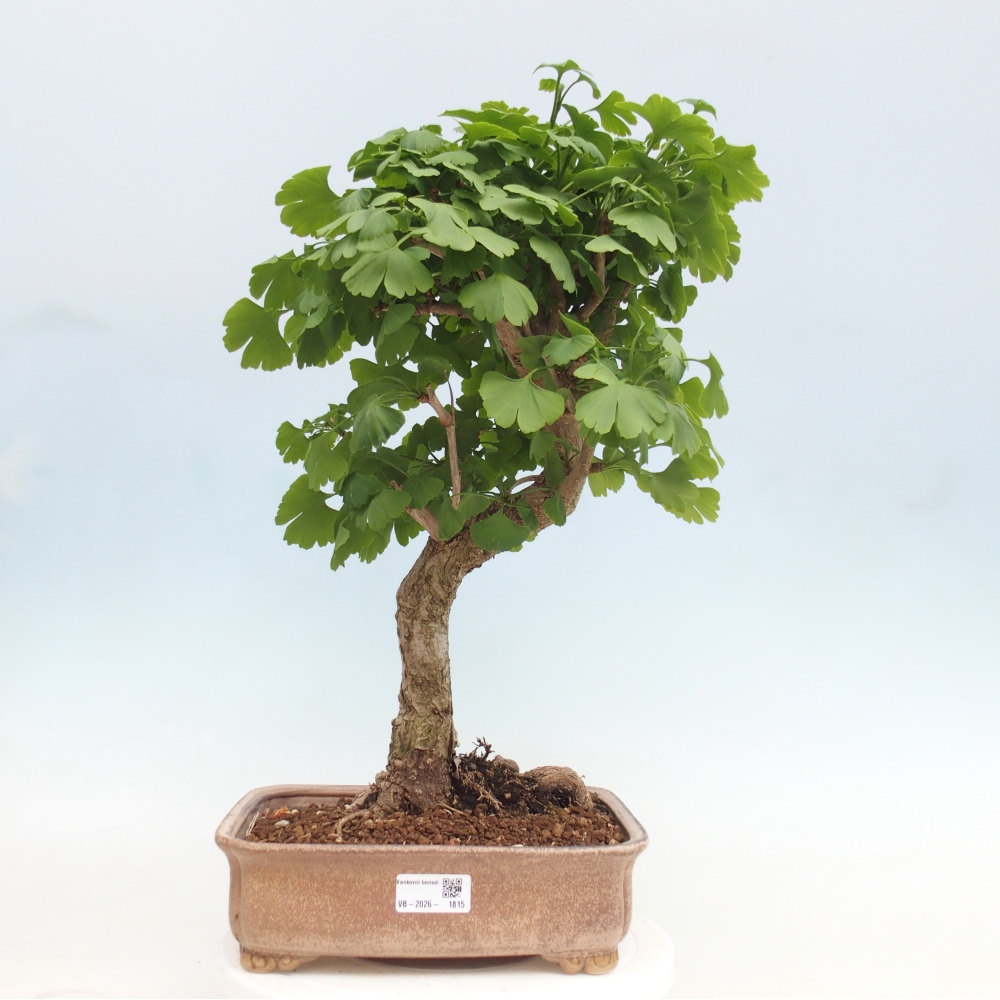 Outdoor bonsai - Ginkgo biloba - Miłorząb dwuklapowy