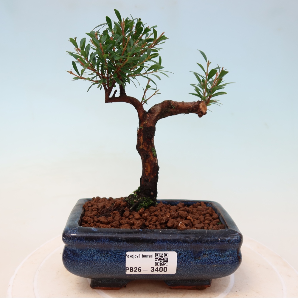 Pokój bonsai - Syzygium - Pimento