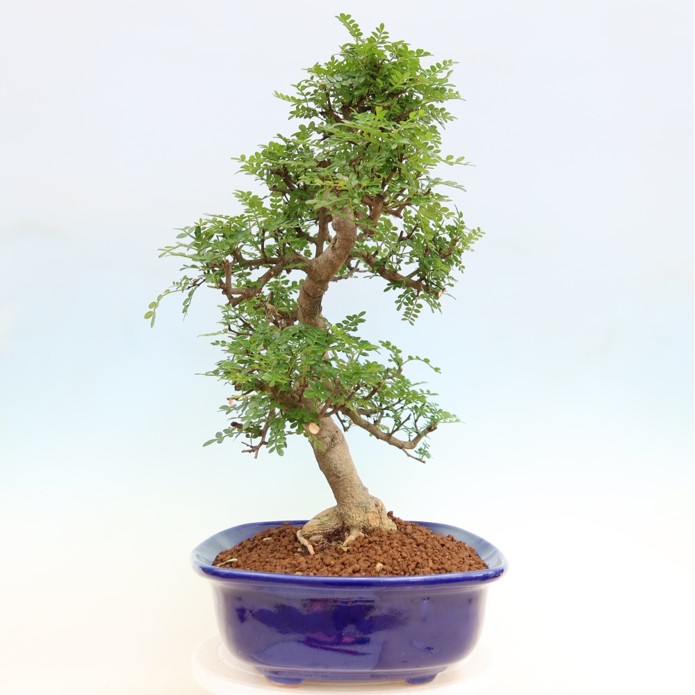 Pokój bonsai - Zantoxylum piperitum - drzewo pieprzowe