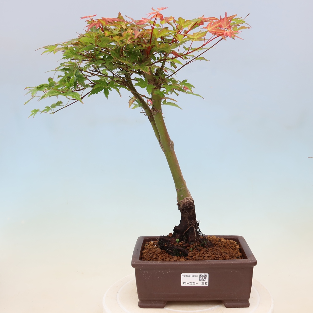 Klon pospolity - Acer palmatum Beni Tsukasa