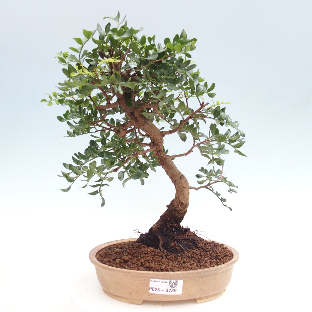 Bonsai pokojowe - Pistacja