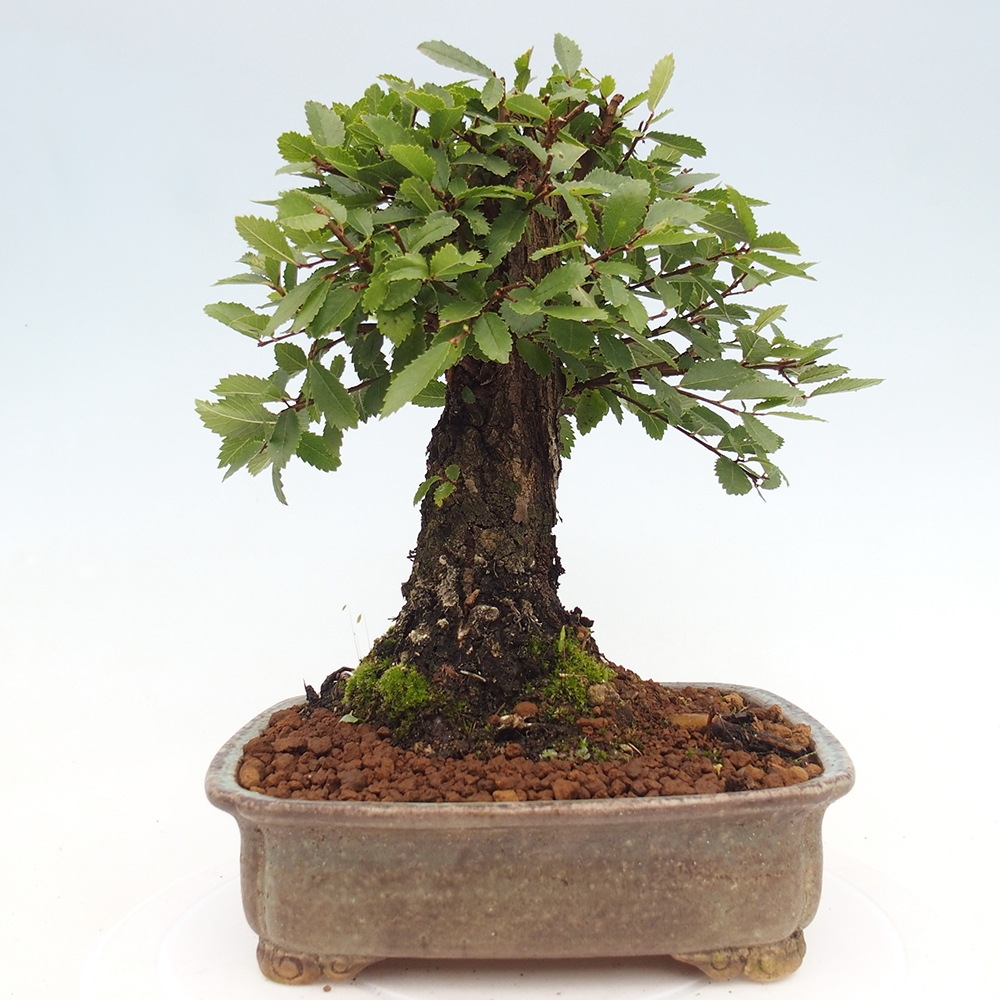 Bonsai zewnętrzne - Zelkova - Zelkova NIRE