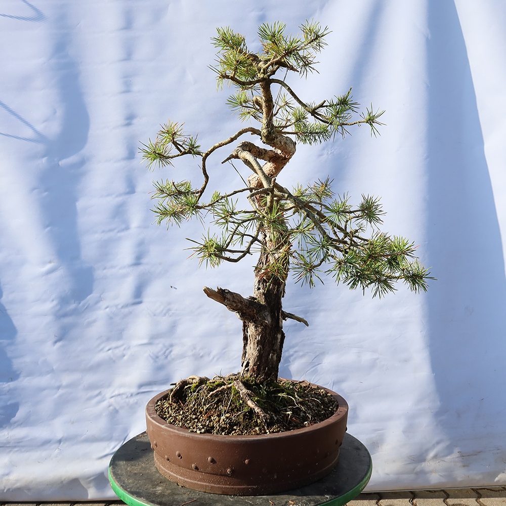 Pinus sylvestris Hiszpania – sosna zwyczajna