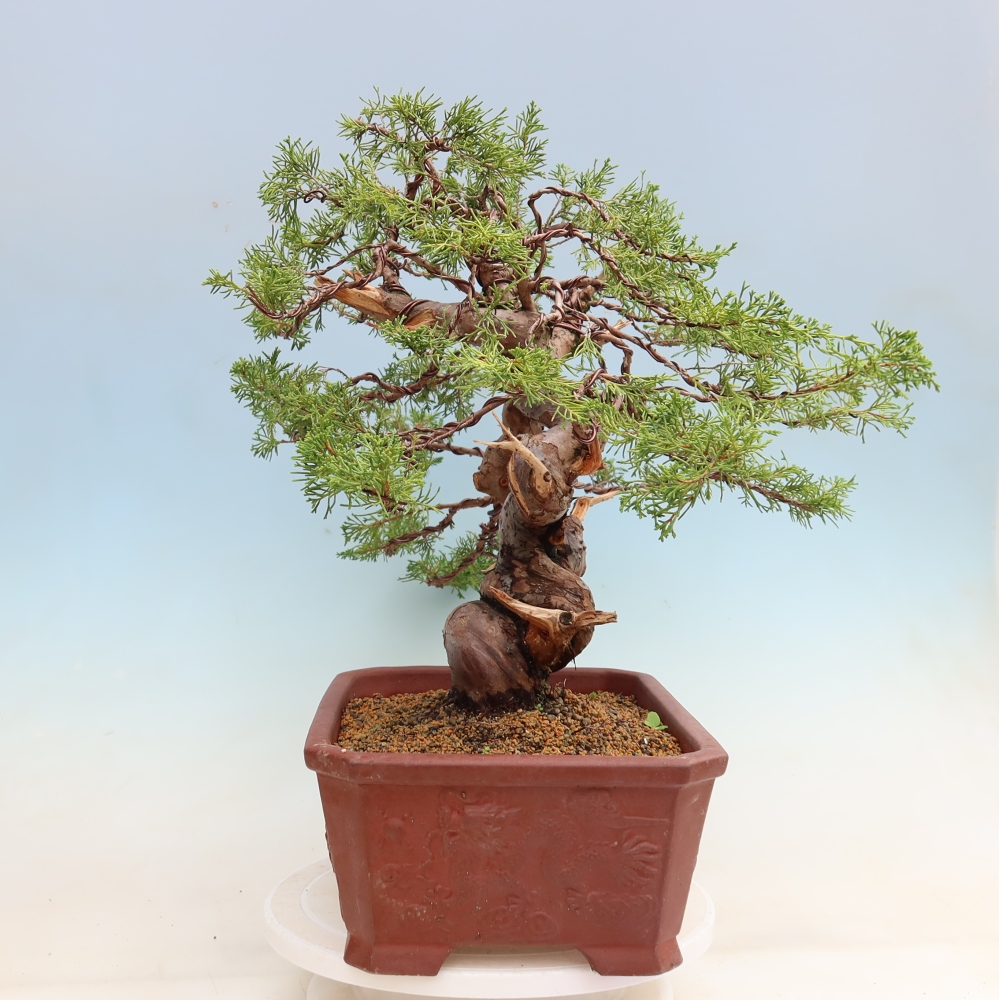 Bonsai ogrodowe – Juniperus chinensis Itoigawa – jałowiec chiński