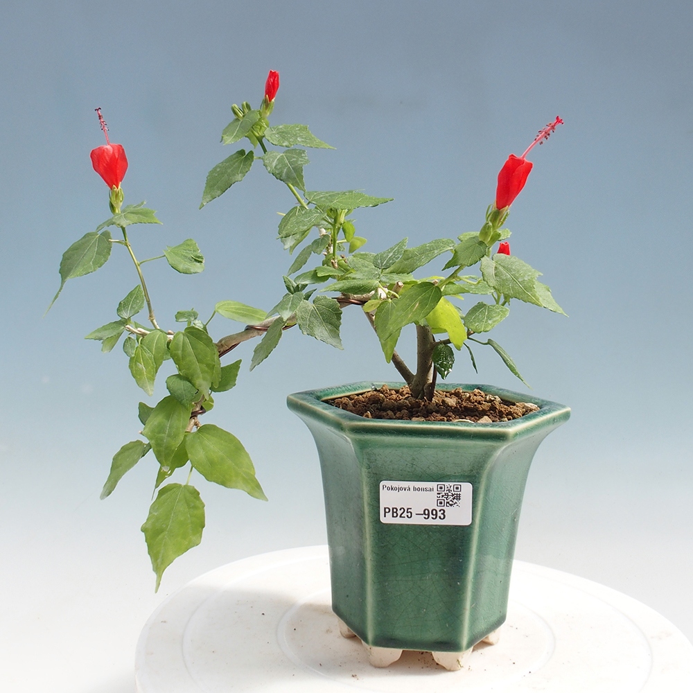 Kryte bonsai - Malvaviscus arboreus - hibiskus drzewny