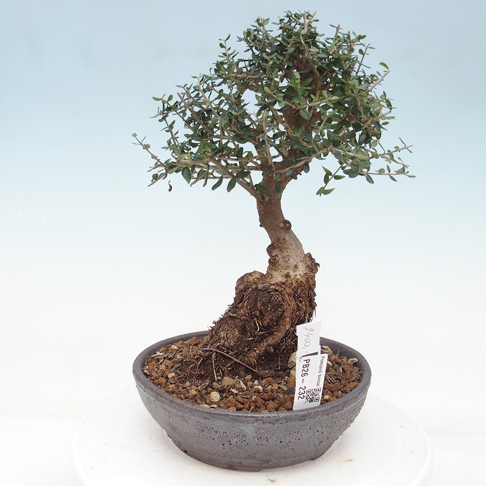 Bonsai do wnętrz - Olea europaea sylvestris