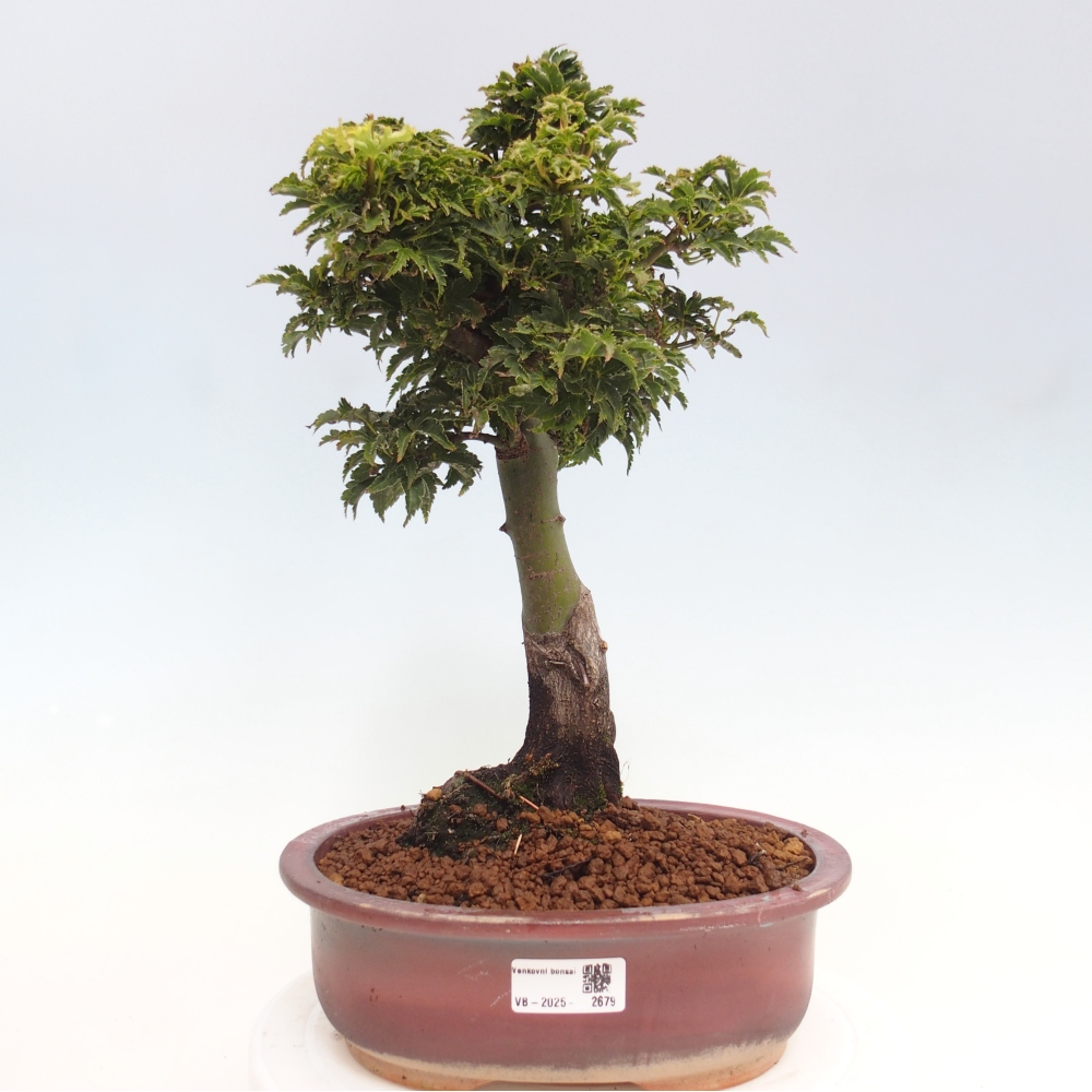 Bonsai zewnętrzne - klon Acer palmatum Shishigashira