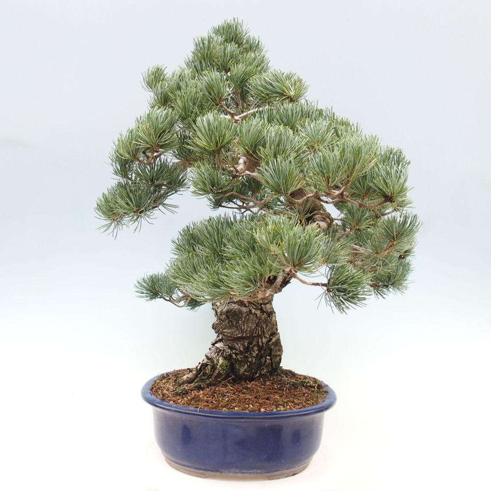 Outdoor bonsai - Pinus parviflora - Mała sosna
