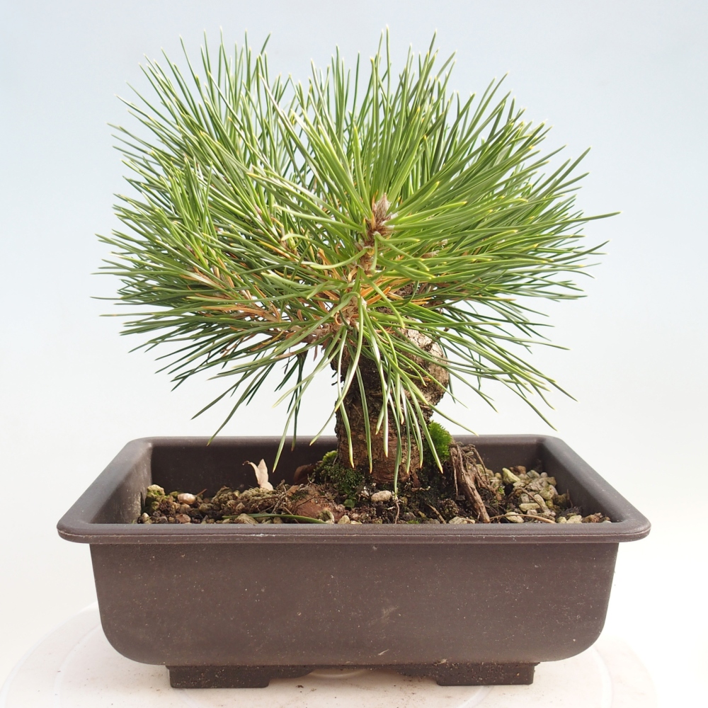 Outdoor bonsai - Pinus thunbergii - sosna Thunberga