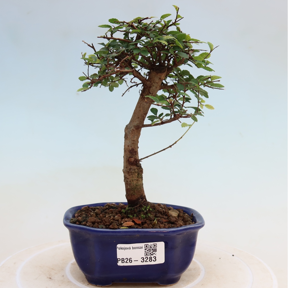 Pokój bonsai - Ulmus parvifolia - Wiąz drobnolistny