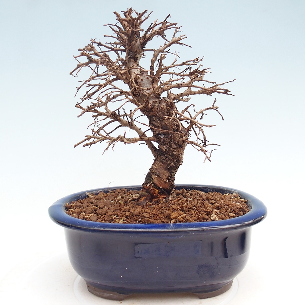 Bonsai zewnętrzne - Zelkova - Zelkova NIRE