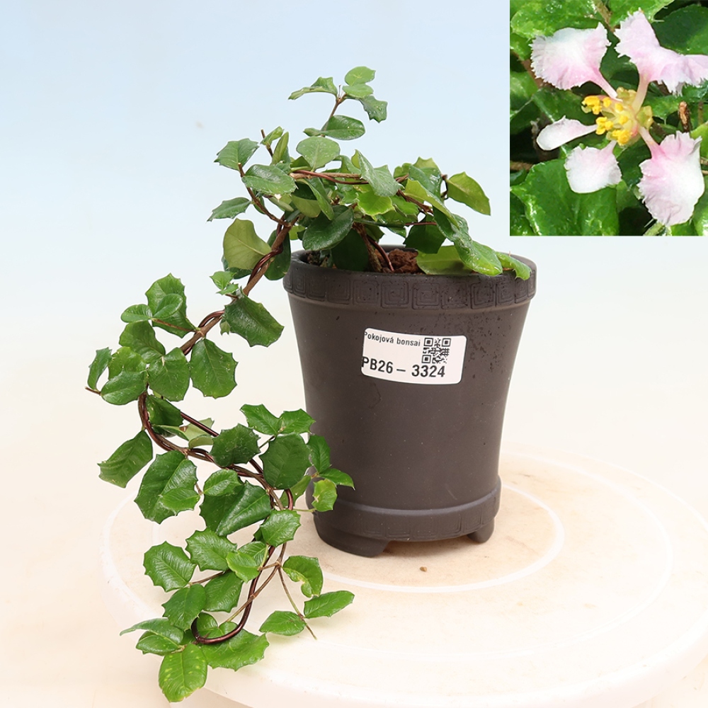 Bonsai pokojowe – Malpighia barbadoska – Malpighia coccigera