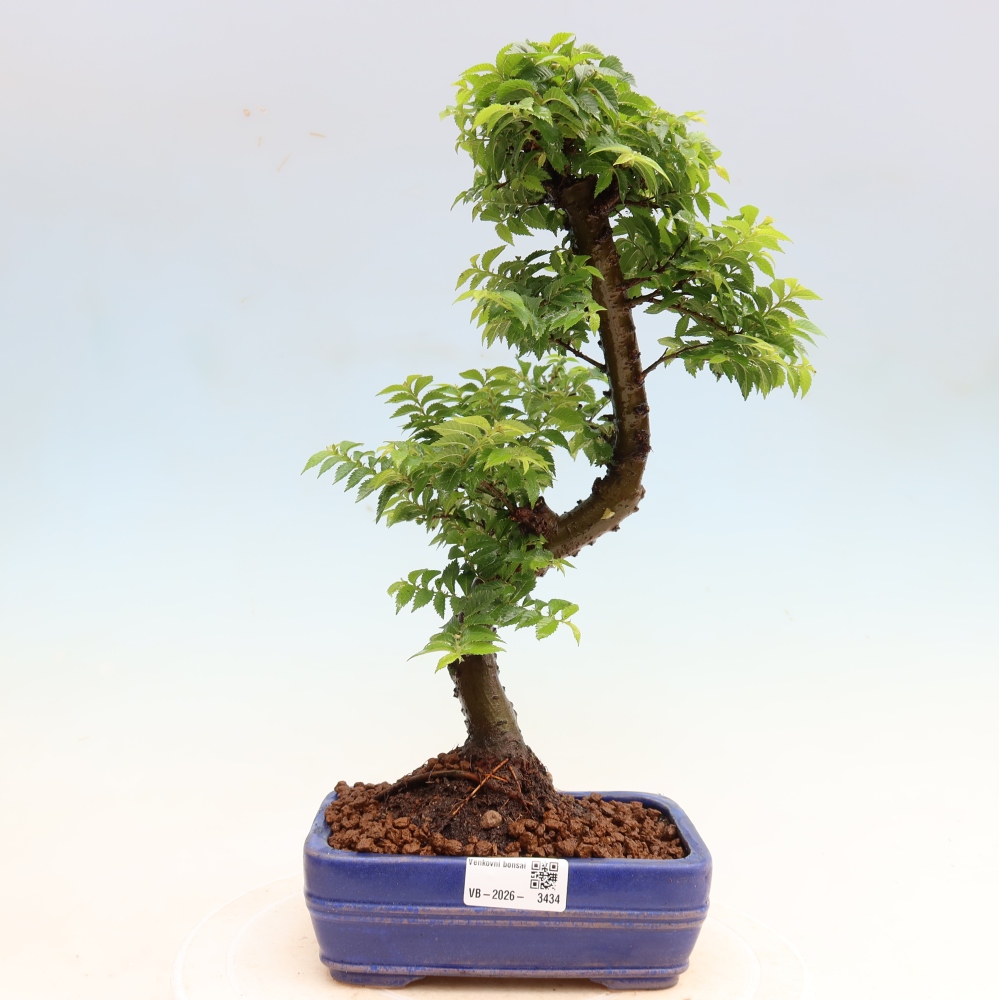 Bonsai ogrodowe – Ulmus Jacqueline Hillier – wiąz piękny
