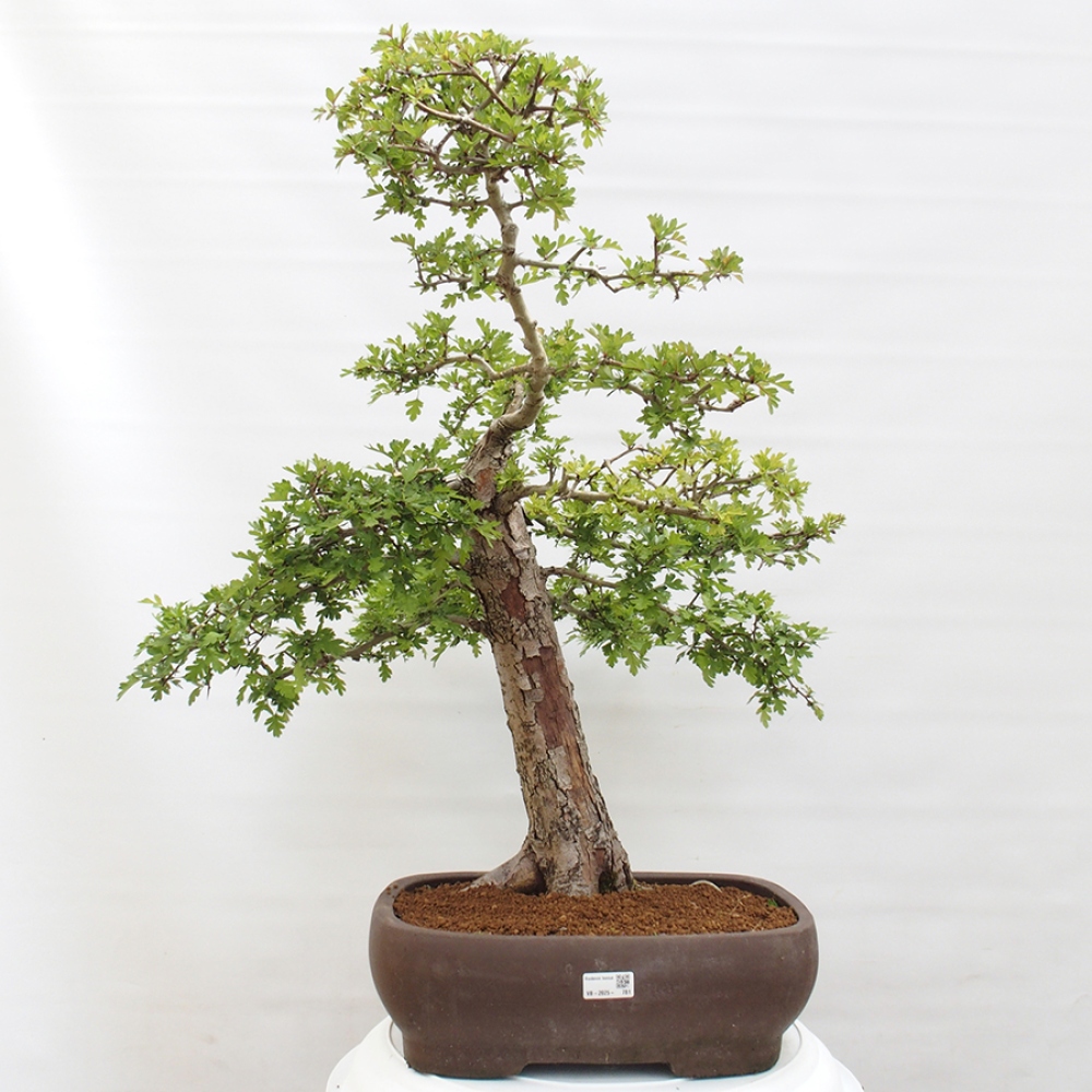 Bonsai zewnętrzne - Głóg - Crataegus monogyna