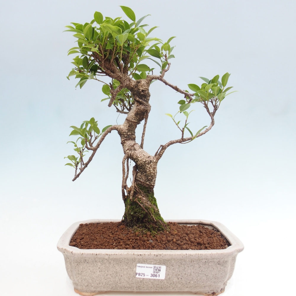 Kryty bonsai - Ficus kimmen - figowiec drobnolistny