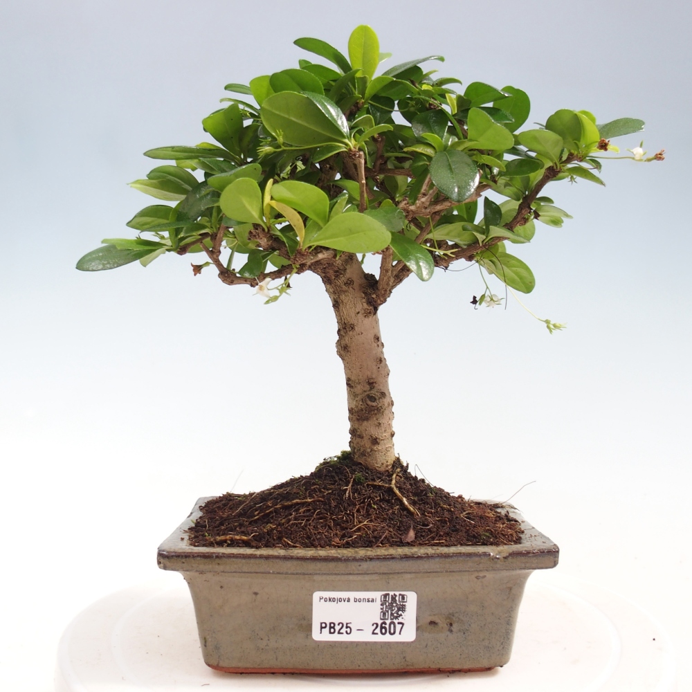 Bonsai wewnętrzne - Carmona makrophylla - Herbata Fuki