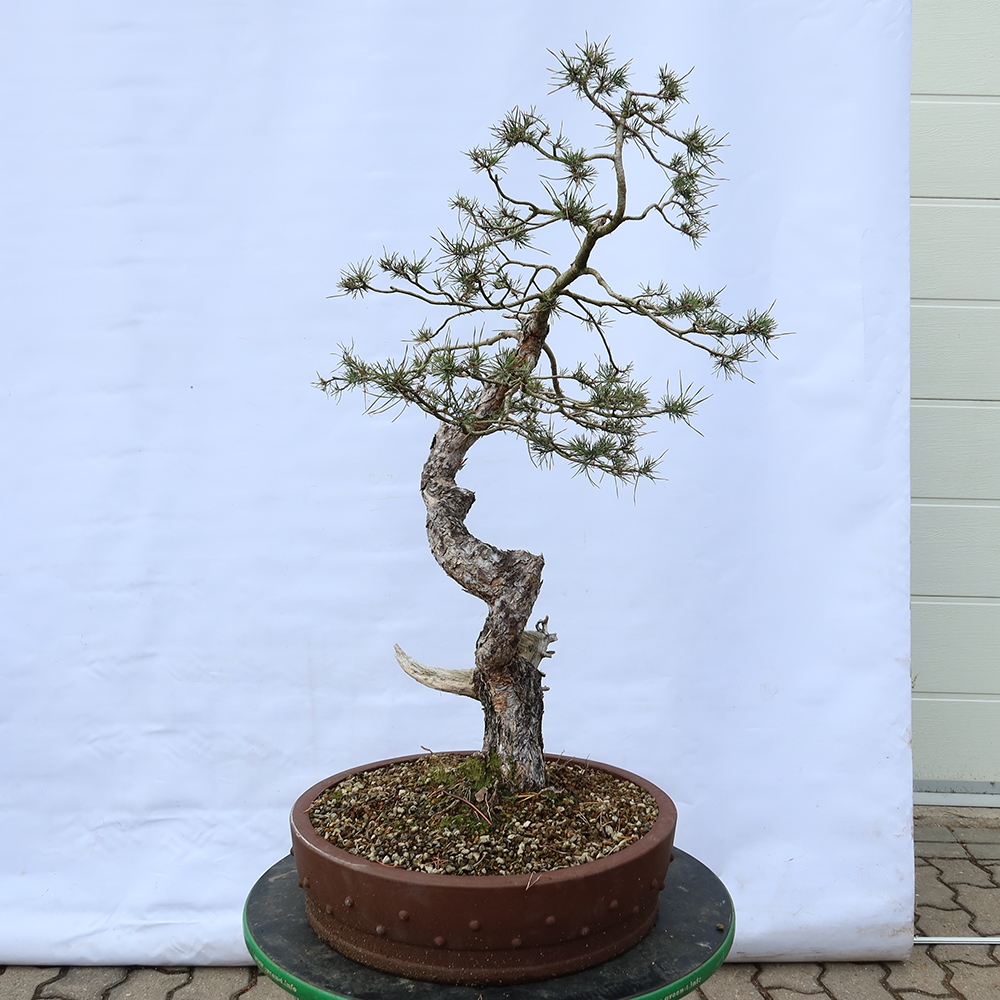Pinus sylvestris Hiszpania – sosna zwyczajna