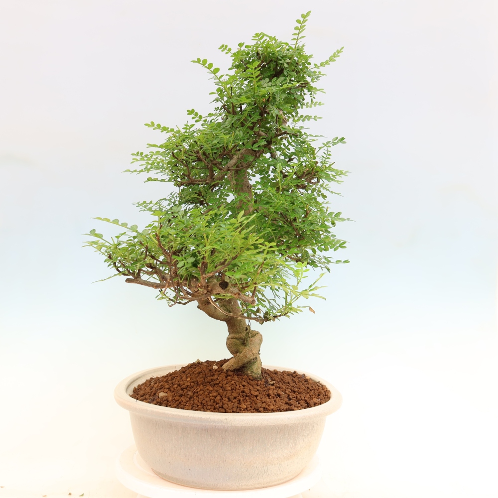 Pokój bonsai - Zantoxylum piperitum - drzewo pieprzowe