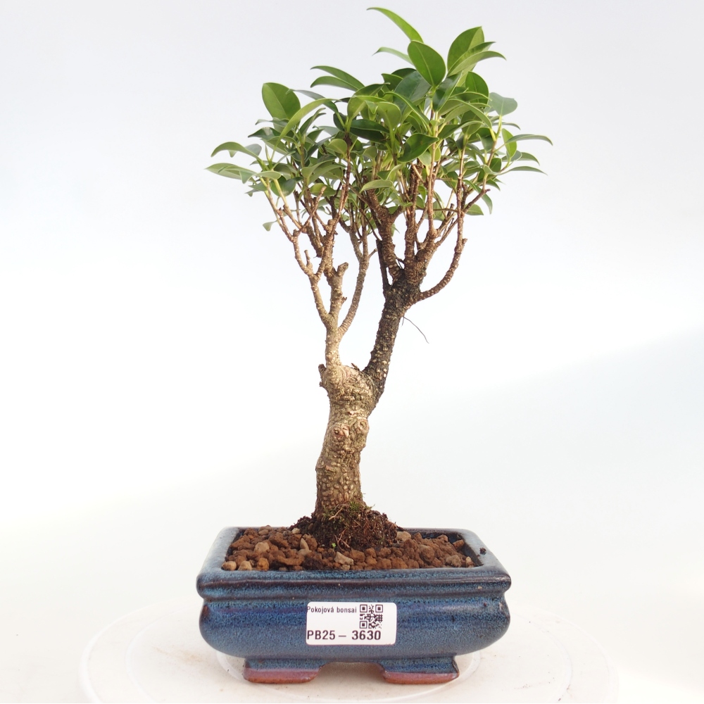 Pokój bonsai - Ficus retusa - figowiec drobnolistny