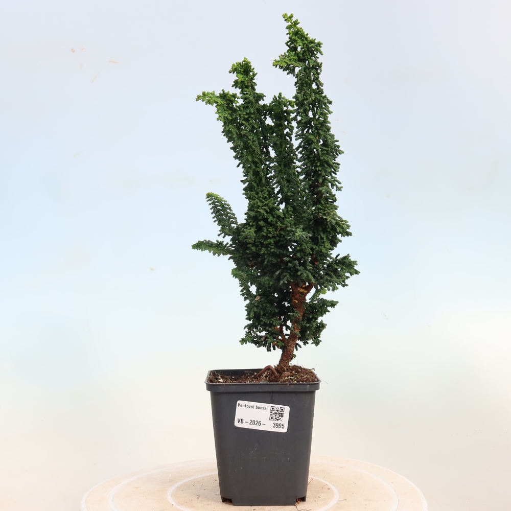 Bonsai zewnętrzne - Cham. obtusa SEKKA HINOKI - Cyprys