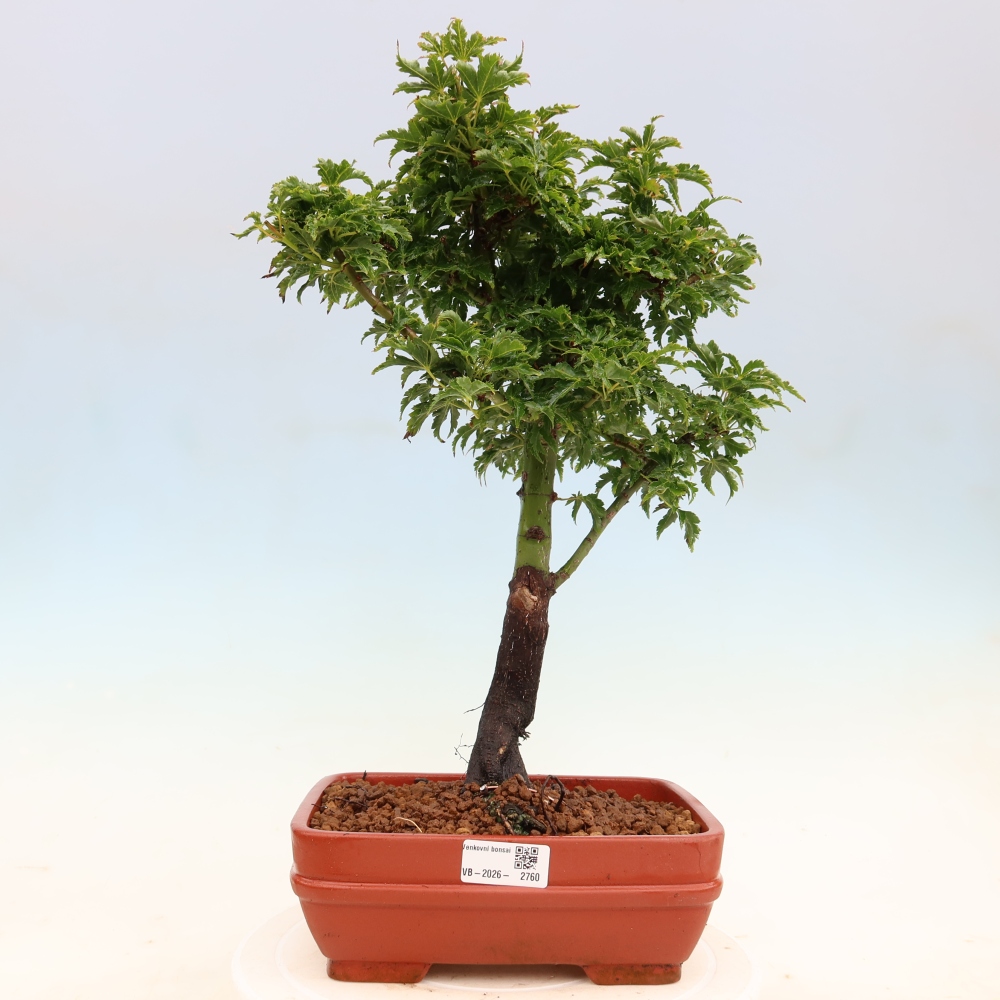 Outdoor bonsai - palma jaworowa Acer palmatum Shishigashira