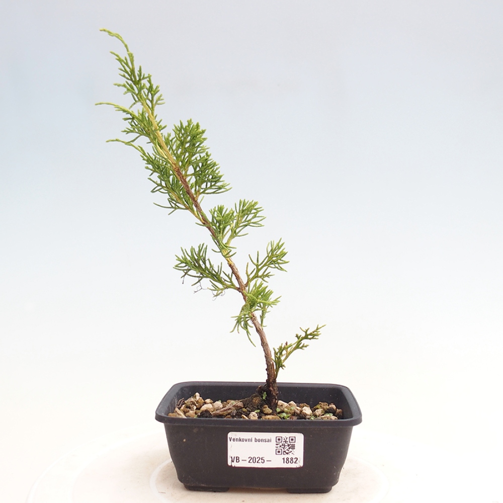 Outdoor bonsai - Juniperus chinensis Itoigawa - Jałowiec chiński