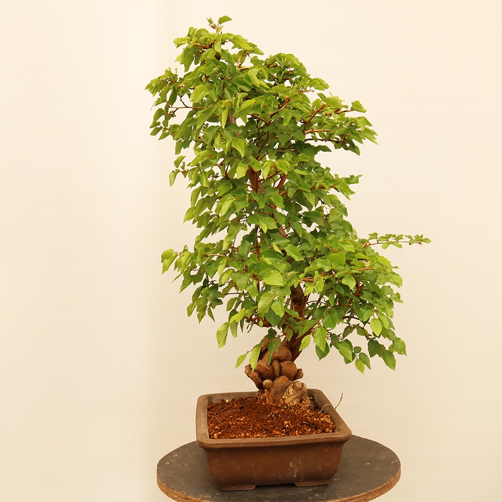 Bonsai plenerowe - Carpinus Coreana - grab koreański