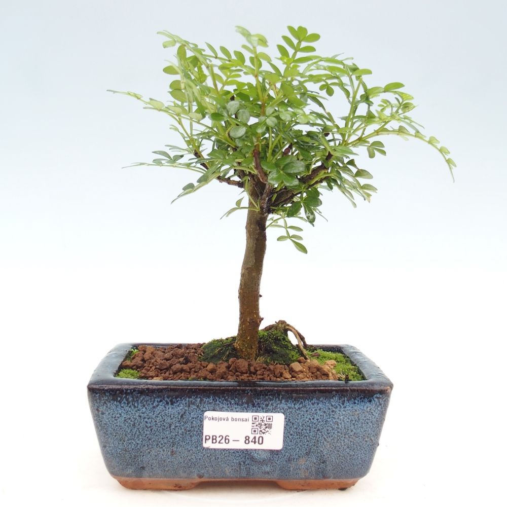 Pokój bonsai - Zantoxylum piperitum - drzewo pieprzowe