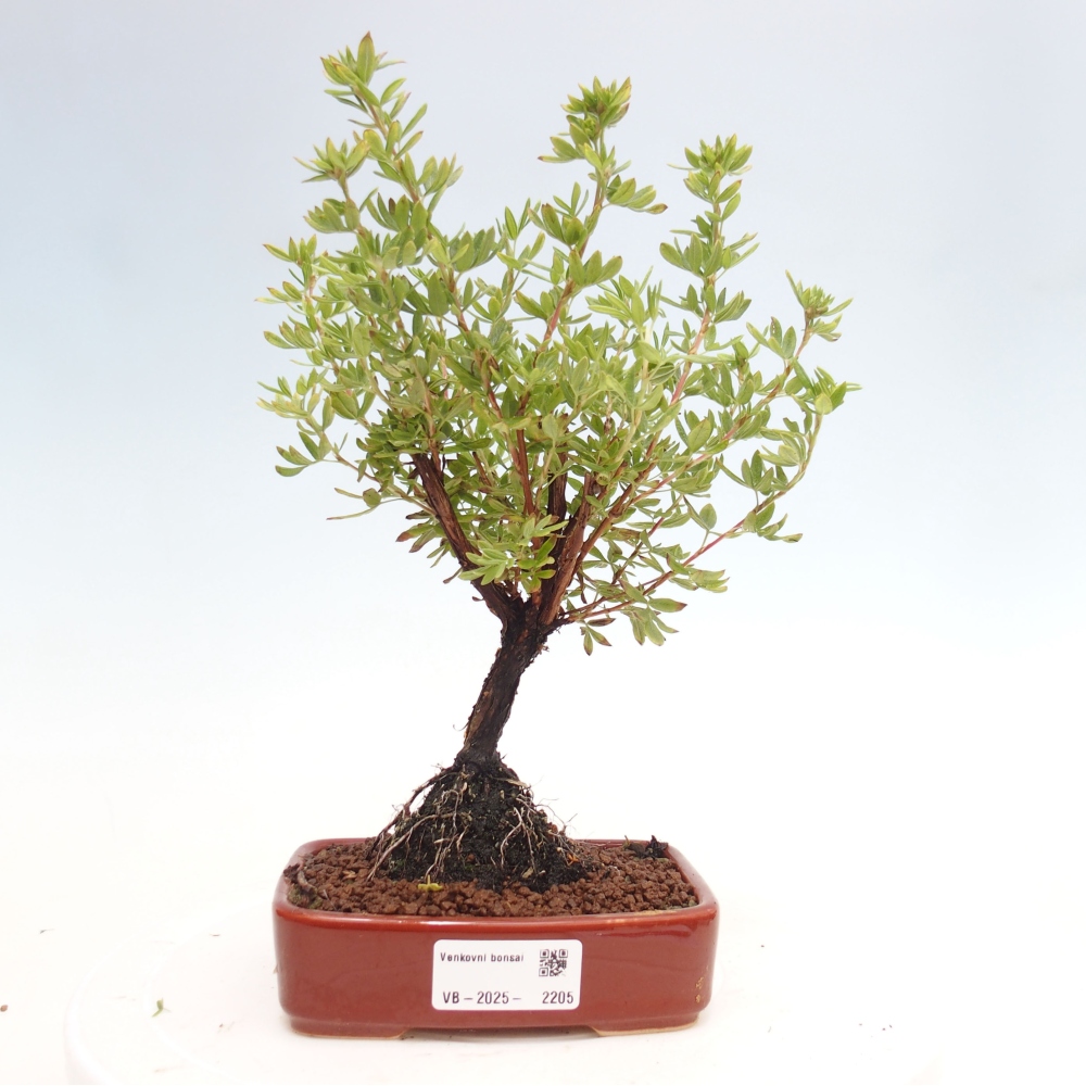 Outdoor bonsai-Pięciolistnik - Potentila fruticosa żółty Ptak