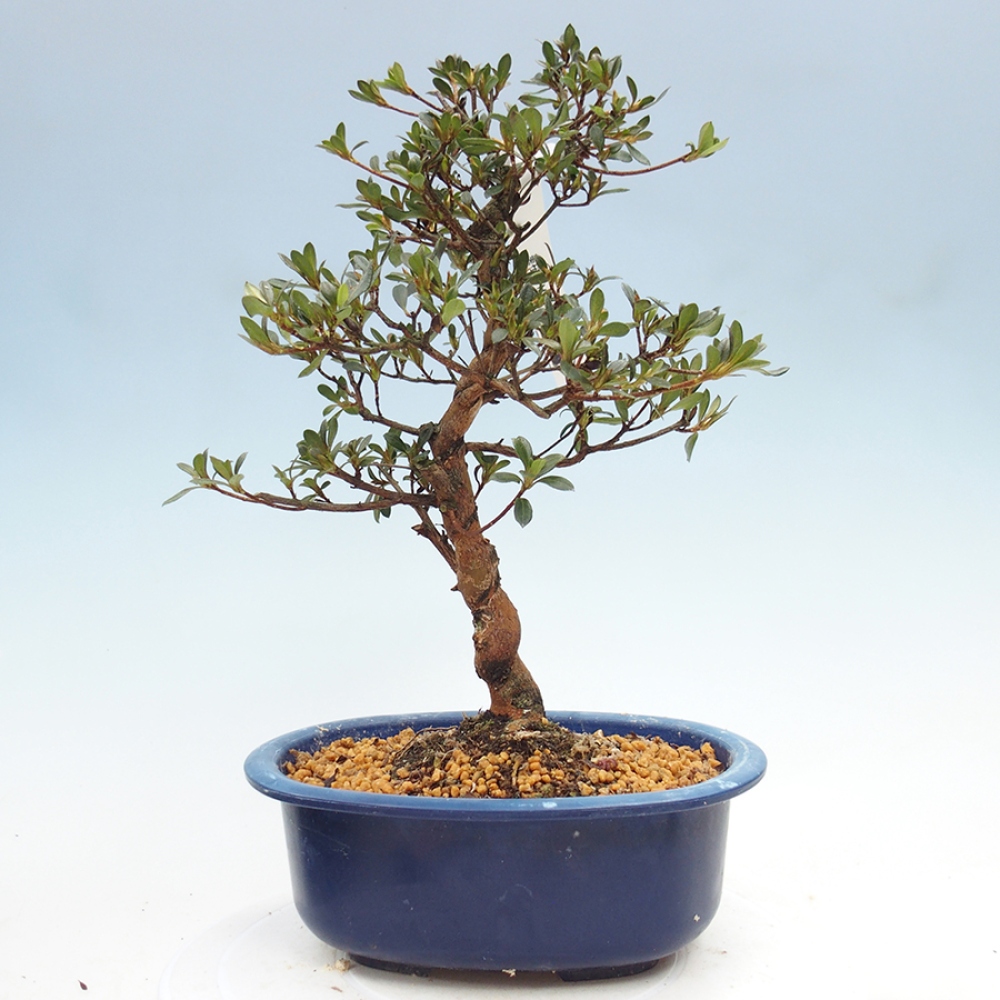 Bonsai zewnętrzne - Azalia japońska - Azalia Mio