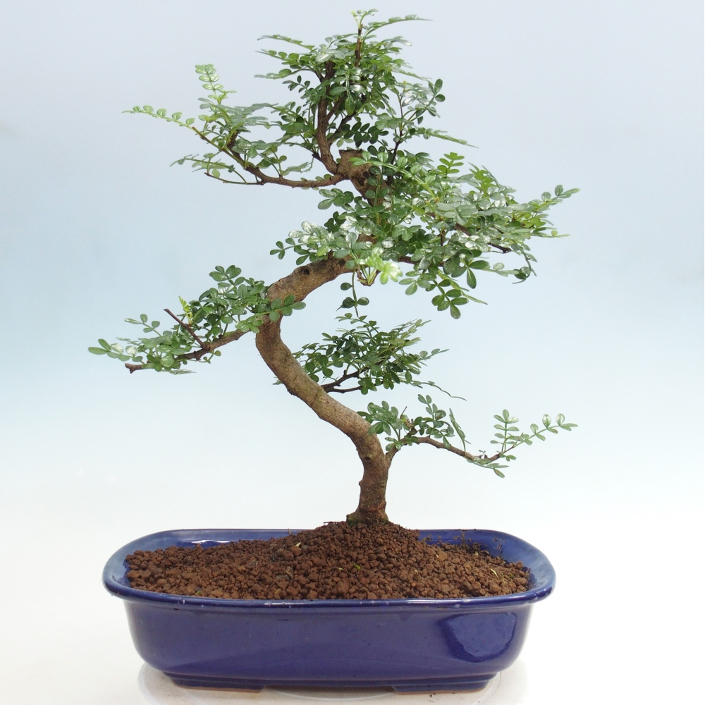 Pokój bonsai - Zantoxylum piperitum - drzewo pieprzowe
